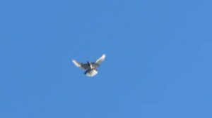 Голуби Алика Левчишина, Перевальск. Луганская обл