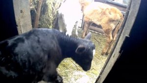 🐃Покупка бычка симентала на племя🐃