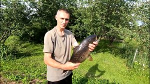 Поймал карпа с икрой выращенный в своем пруду в огороде