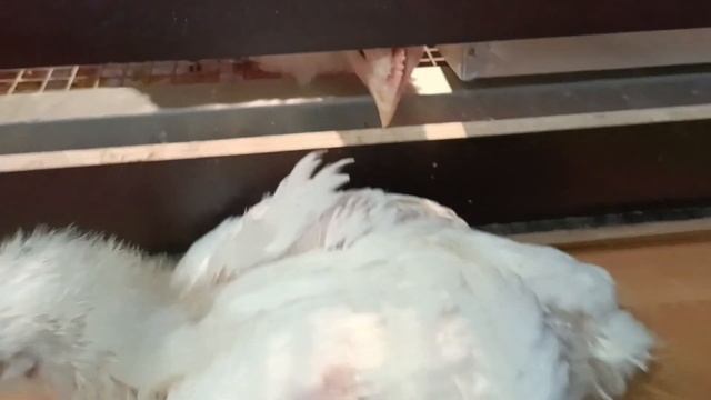 Выгуливаем бройлеров по комнате🐔🐥 "голые перепёлки"😅 приехала новая клетка на кухню...