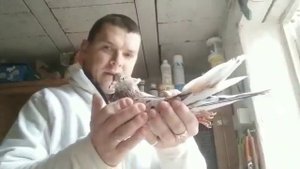 Определяем пол голубя.