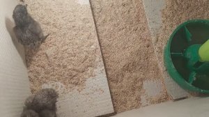 Час от часу НЕ ЛЕГЧЕ. Второй ВЫВОДОК 🐥-😱😭 Ухейилюй. УНИЧТОЖИЛА смородину😦
