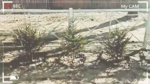 Невская Дубровка сегодня. Новый досуговый сквер.