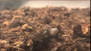 CAREBARA DIVERSA-ОБЗОР КОЛОНИИ