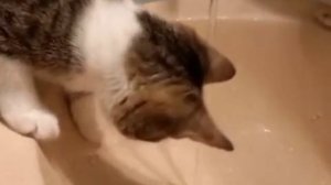 Можно бесконечно смотреть на воду, кошку, и кошку, смотрящую на воду