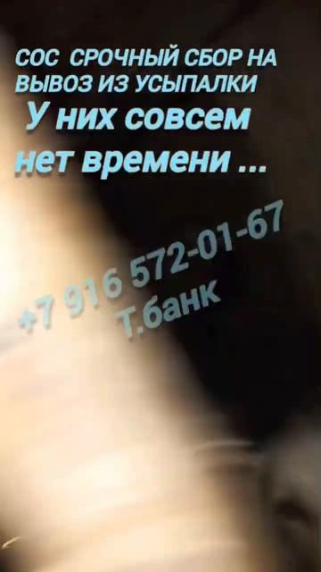 СОС 🆘УСЫПЯТ ЕСЛИ МЫ НЕ УСПЕЕМ!!!помогите!!! #собака