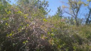 Максимальный допустимый вес для прицепа.