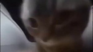 Чипи чипи Чапа чапа Кот: 1 час // Chippi chippi Chappa chappa Cat: 1 hous