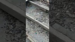 Крыса под полом магазина собирала конфеты, сладости