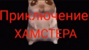 Приключение хамстера