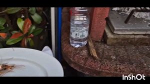 #Италия#Жизнь в Тоскане#Ужин Накрыла на Стол Жду Гостей