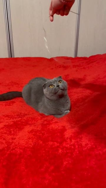 #cat #catlover #funny #animals #scottishfold #котик #pets #cute #котики #кот