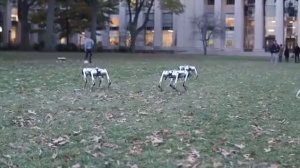 Роботы Mini Cheetah бегают со скоростью 14 км/ч, адаптируются к любому рельефу