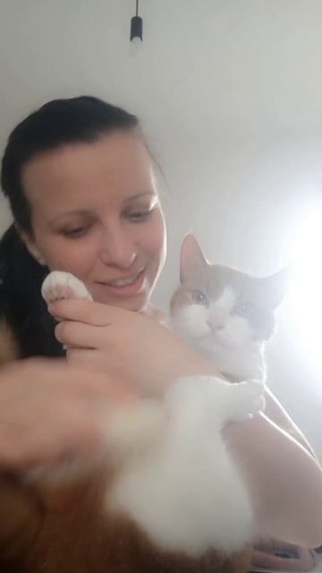 Груминг котика