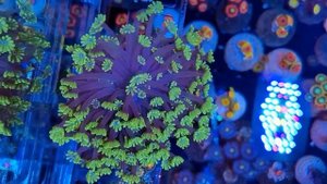 Гониапора 💥4500💥в наличии.