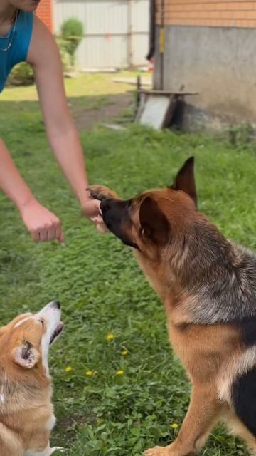 Забавные 😁 #история #животные #собаки #корги #немецкаяовчарка #pets #cute #команда #лакомства