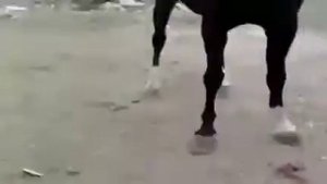Лошадь красиво танцует