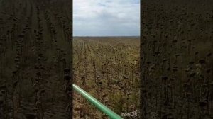 Уборка подсолнечника. Комбайн Дон 1500Б. сезон 2023@