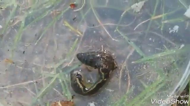 Я и моя мама на рыбалке, и мы нашли п'явку, и мы хоть что-то поймали по мимо п'явки!