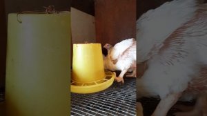 Бройлерам 27 дней