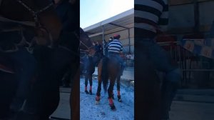 бузкаши далийони боло б саидназир бо аспи ласточка 14 01 23 🇹🇯🇺🇿🇰🇬🇰🇿👍