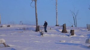 пилим сушняк на дрова