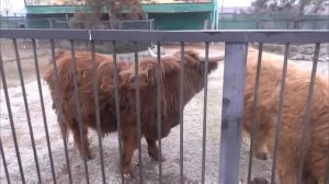 Маленькое СОЛНЫШКО такой МИЛАШ) Парк львов Тайган #тайган