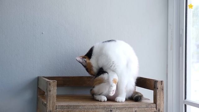 Угадай чей голос Животные для детей Звуки животных Как говорят животные смотреть онлайн