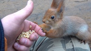 Про белок, кормушки и голубей