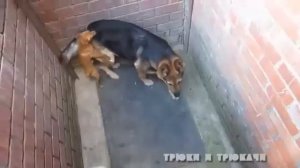 Маленький извращенец