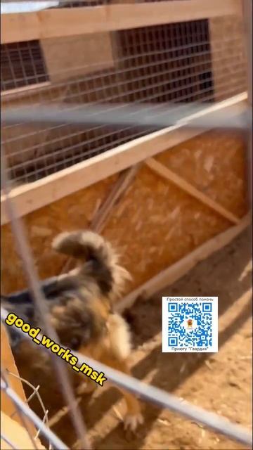 ‼️НОВЕНЬКИЕ В ПРИЮТЕ! #приютгвардия #приютдлясобак #приютдляживотных #новенькие #собаки
