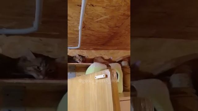 Большая котосемья собралась, чтобы пожелать вам сладких снов и доброй ночи🙏❤️ #добройночи