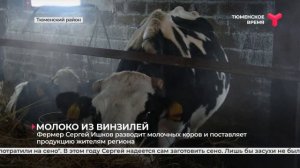 Молоко из Винзилей | Тюменский район