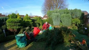Kustorez. Spruce removal and Hedge cutting!