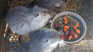 Подкармливаю нутрят-любимчиков вкусняшками. Погодные причуды января: потеплело. 28.01.25