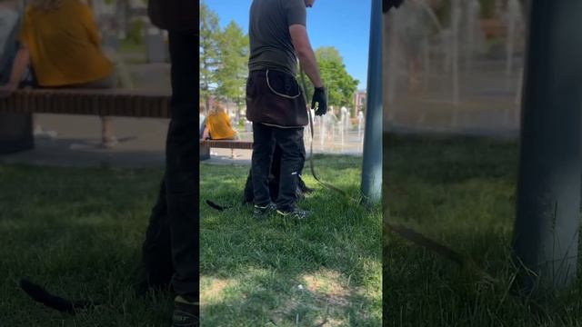 Социализация в городе. Дрессировка ризеншнауцера Ланс