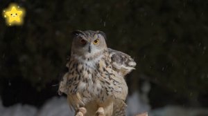 Дикие животные для детей Учим звуки и названия диких животных