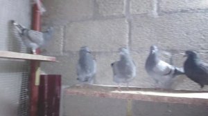 Типлеры(молодёжь).