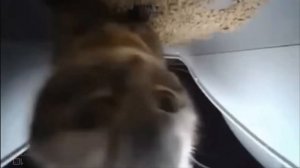 слушаю полтара часа чипи чипи чапа чапа