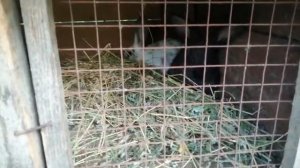 Моё хозяйство, кролики, когда можно отучить кроликов