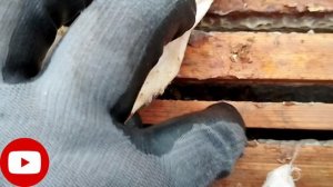 Зимовка продолжается, матки в изоляторах