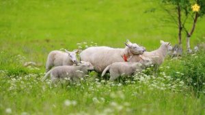 Домашние животные Звуки животных для детей  Учим как говорят животные