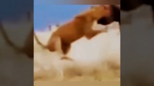 САМЫЙ бешеный хищник