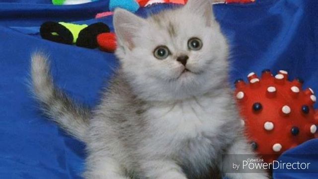 Клип киса киса мяу мяу смотреть онлайн