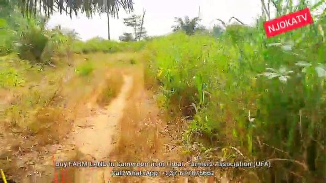 Best Region To Start A Farming Business In Cameroon (2022), AGRICULTURE Business Ideas In Cameroon