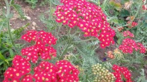 Тысячелистник Red Beauty 03.07.2022 (от ОптХоза)