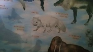 Животные северного полюса