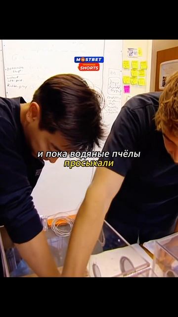 Разрушаем мифы 39 | Пчелы выпивухи #факты #мифы #эксперименты #shorts смотреть онлайн