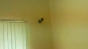 Неразлучник Петруша отжигает.mp4