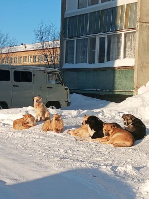Хурсо